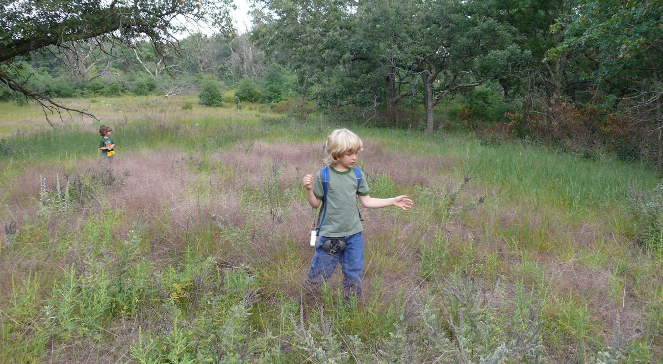 Kolorowe motyle siadają na kwitnących kwiatach w ogrodzie motylowym