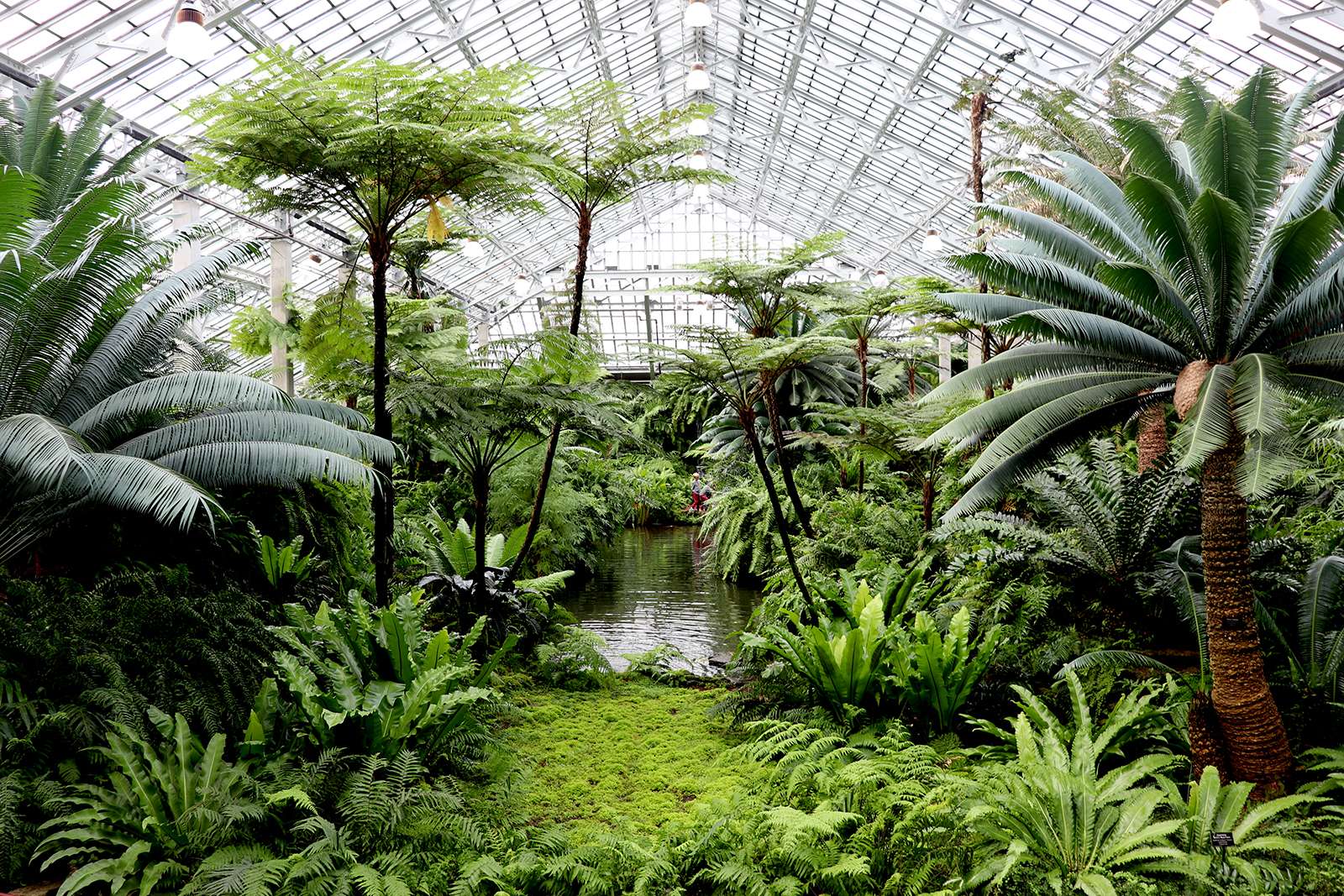 motyle i dziecko wśród kwiatów palmiarni motyle siadają na kwiatach obok roześmianego dziecka w palmiarni