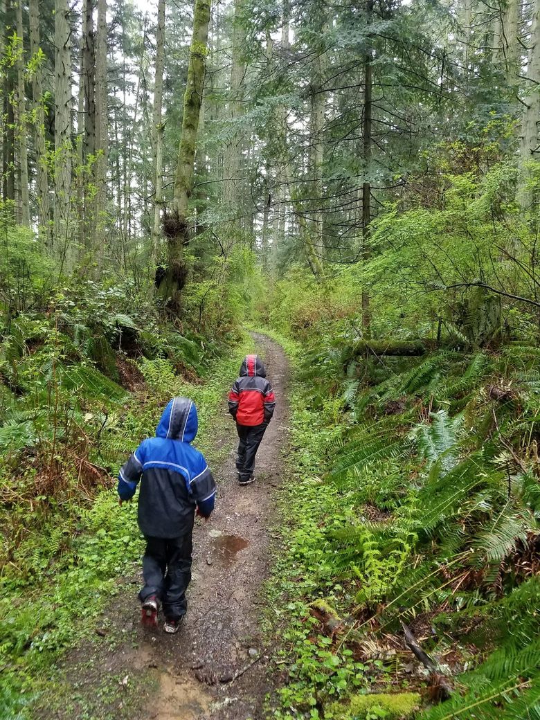 Dwie sarny pasą się na zielonej polanie otoczonej wysokimi drzewami