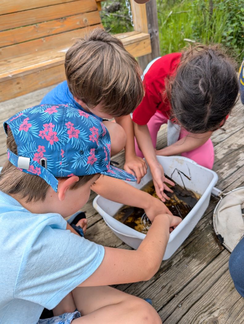 Różne ptaki jedzą ziarna przy drewnianym karmniku w lesie rezerwatu