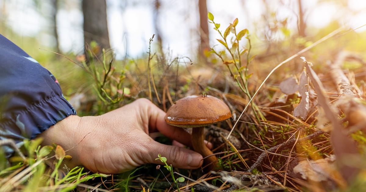 Ruch i radość między drzewami Dzieci bezpiecznie bawią się na leśnej polanie w czasie grzybobrania