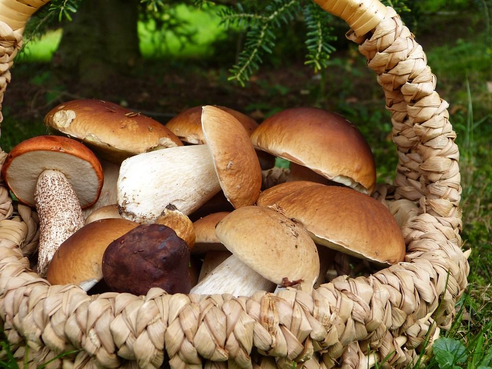 Efekty udanego spaceru po lesie Koszyk wypełniony różnymi leśnymi grzybami z rodzinnej wyprawy